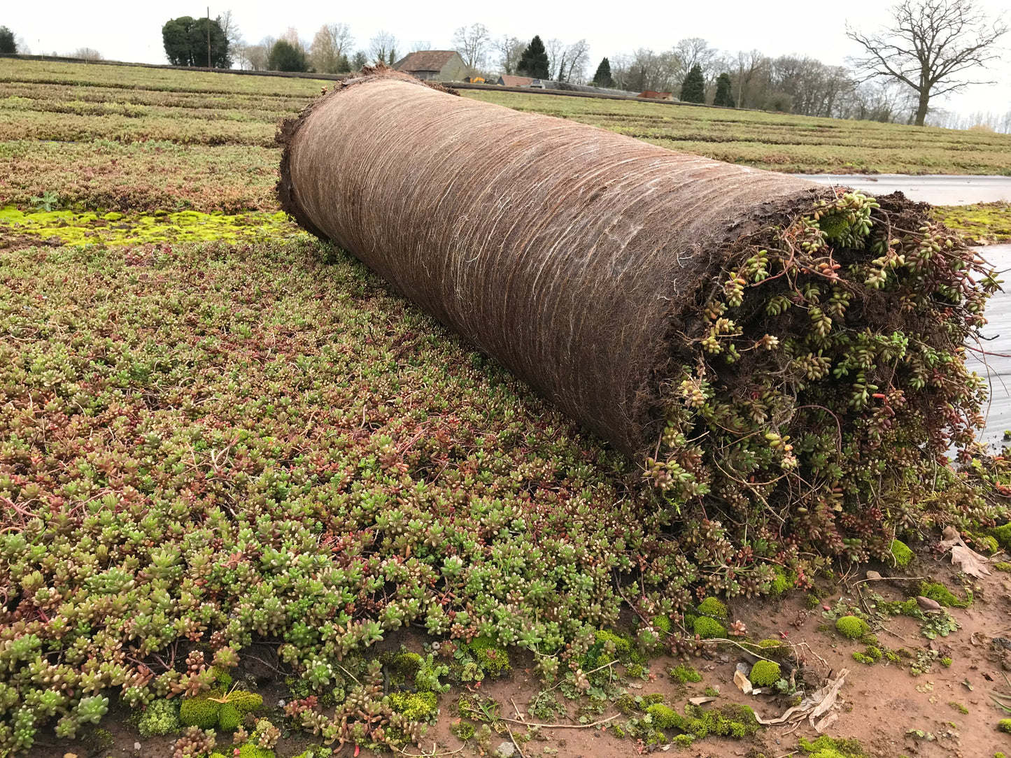 Sedum blanket roll in the field