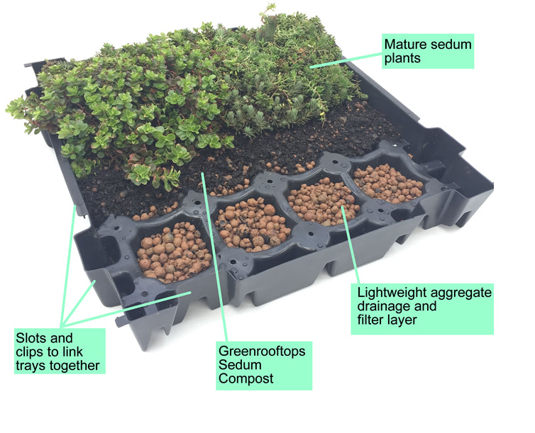 Greenrooftops sedum tray makeup