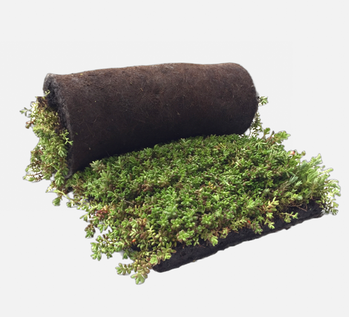 Greenrooftops sedum blanket on a roll