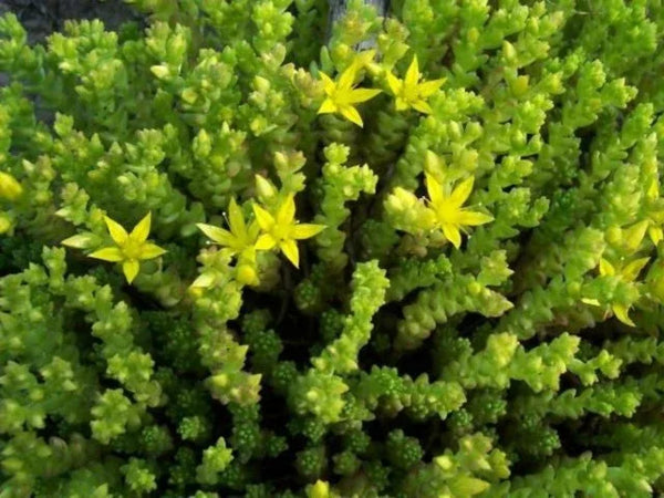 Close-up of Goldmoss Stonecrop (Sedum acre) groundcover showing bright yellow, star-shaped flowers blooming over dense, lime-green, bead-like foliage, a popular, drought-tolerant species for extensive green roofs.