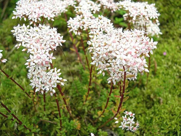 White-flowering Sedum album with delicate star-shaped blossoms and fleshy pale green leaves.