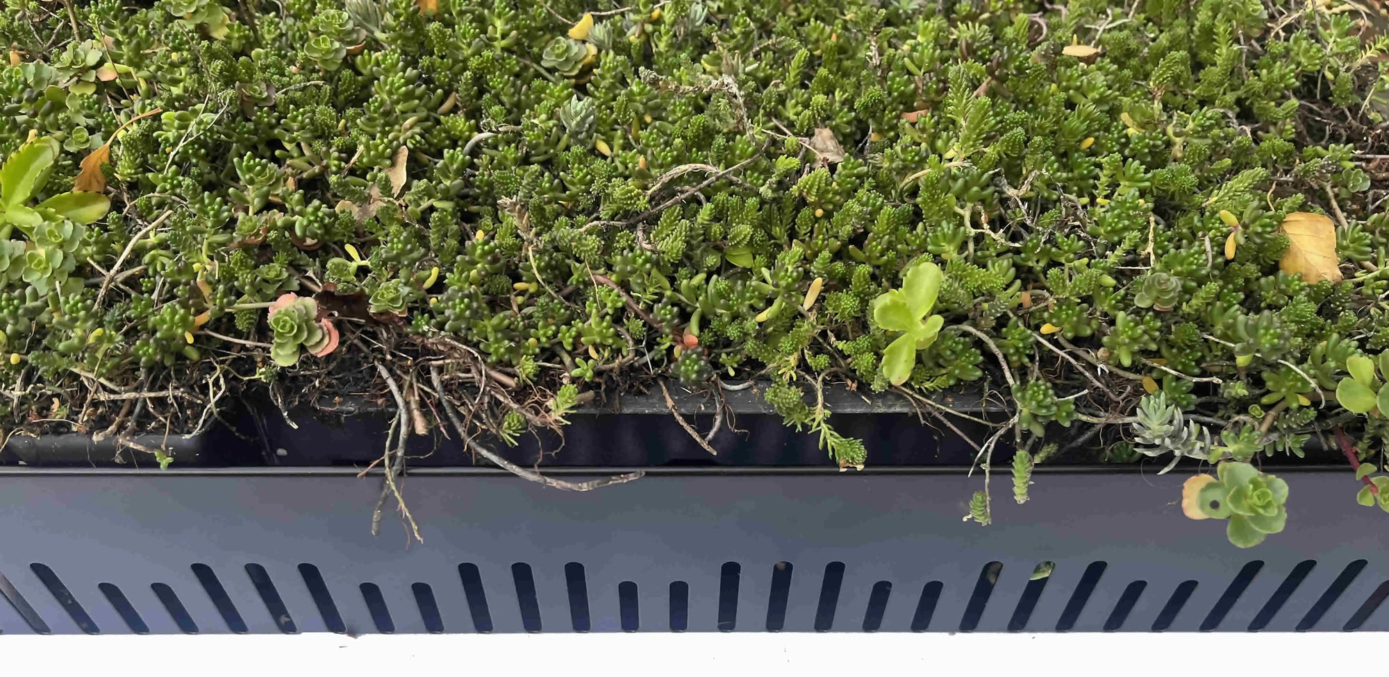 Green artificial grass sample with a ruler for scale
