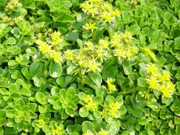 Close-up of Sedum ellacombianum showing bright green rosettes topped with yellow blooms.