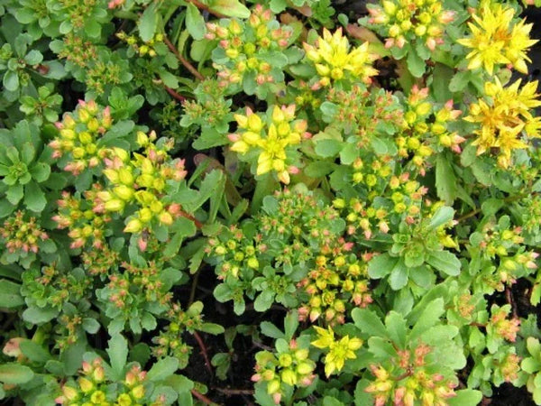 Sedum floriferum with clusters of small yellow star-shaped flowers and rounded green succulent leaves.