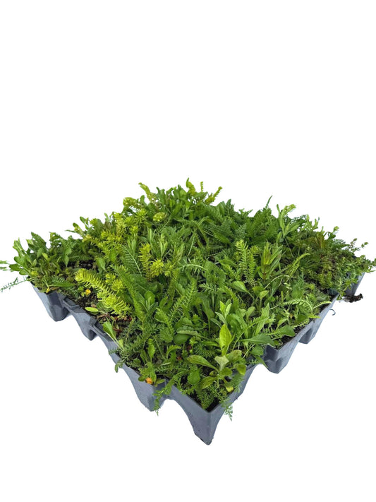 Greenrooftops wild flower tray for your green roof
