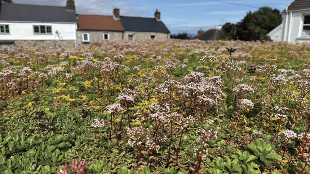 Floral garden with houses in the background