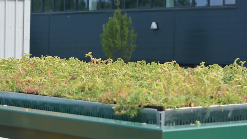 Green roof with plants on a building