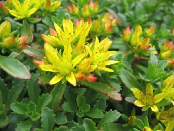Close-up of Sedum hybridum 'Czars Gold' (Mongolian Stonecrop) showing clusters of bright golden-yellow, star-shaped flowers and glossy, scalloped green foliage, a low-growing choice for extensive green roofs.