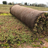 Sedum blanket roll in the field