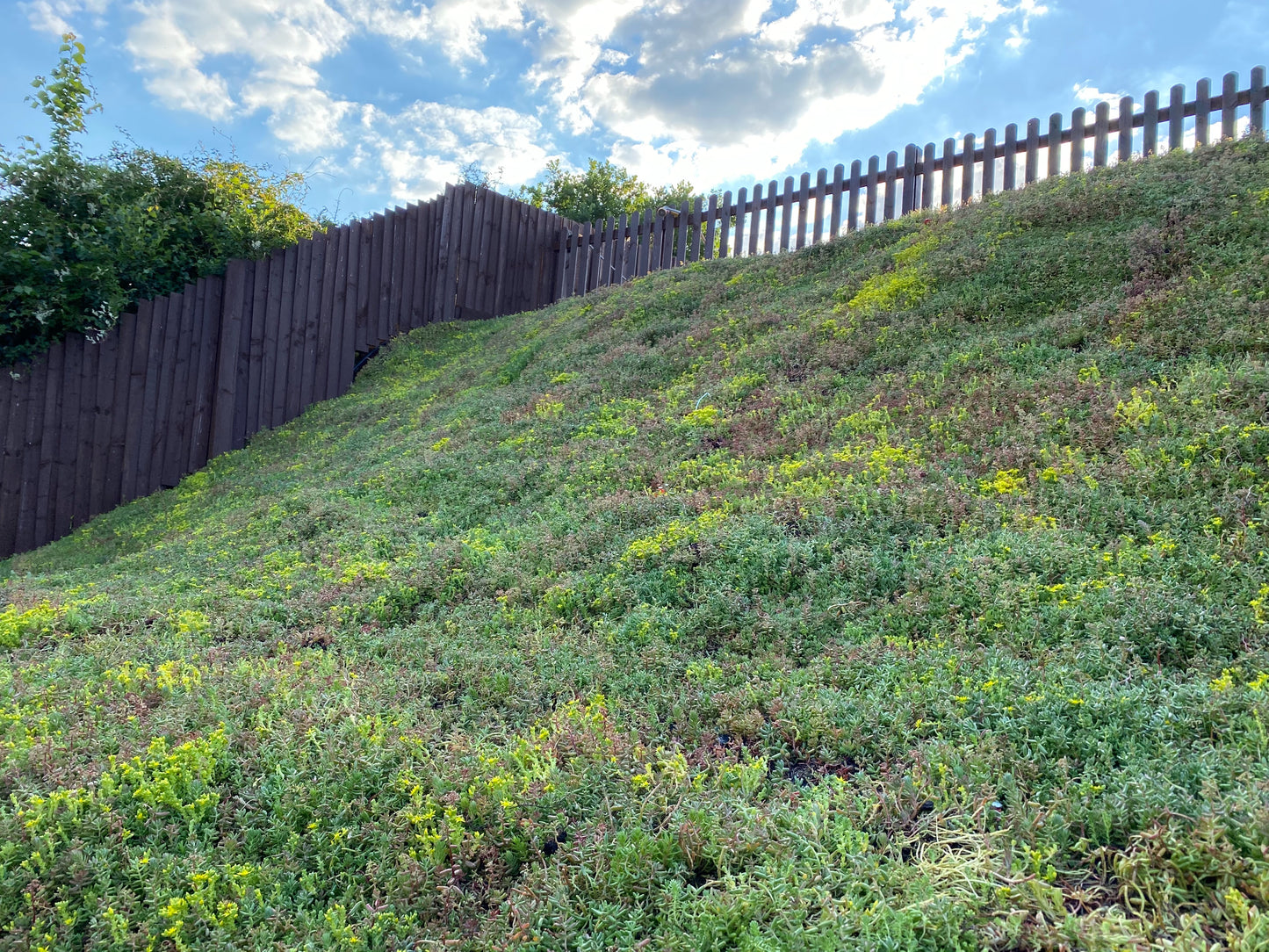 Greenrooftops sedum blanket used on a bank