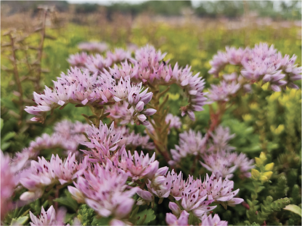Close-up of pink flowers with a blurred natural background