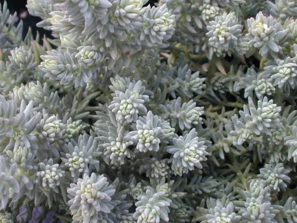 Close-up of Sedum montanum showing tight clusters of small, bead-like succulent leaves.