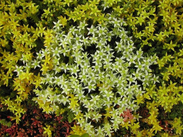 Dense sedum carpet featuring light-colored blooming rosettes within surrounding yellow succulent leaves.