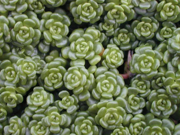 Dense, vibrant green mat of tiny, rosette-forming Sedum succulents, ideal for lightweight, extensive green roof coverage and heat tolerance.