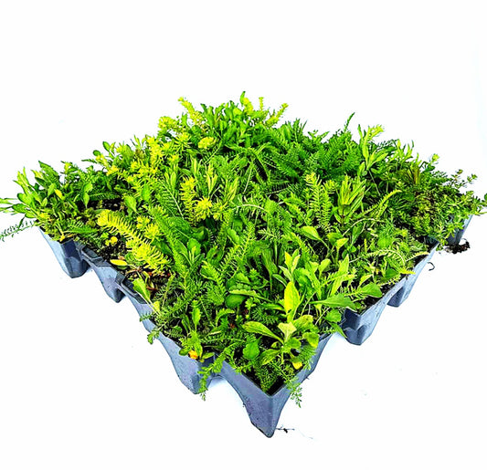 Wild Flower Tray