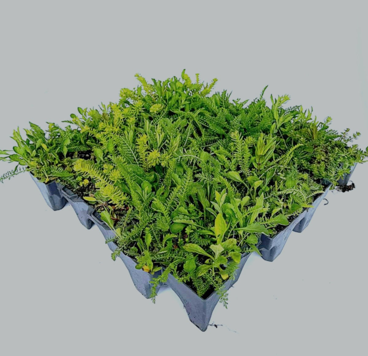 Wild Flower Tray
