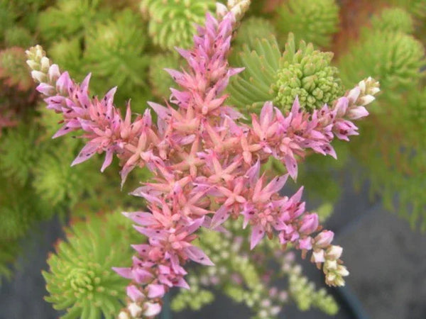 Close-up of Sedum pulchellum (Rock Stonecrop) showing its distinct star-shaped cluster of pale pink flowers blooming over bright, lime-green, whorled foliage, ideal for arid green roofs.
