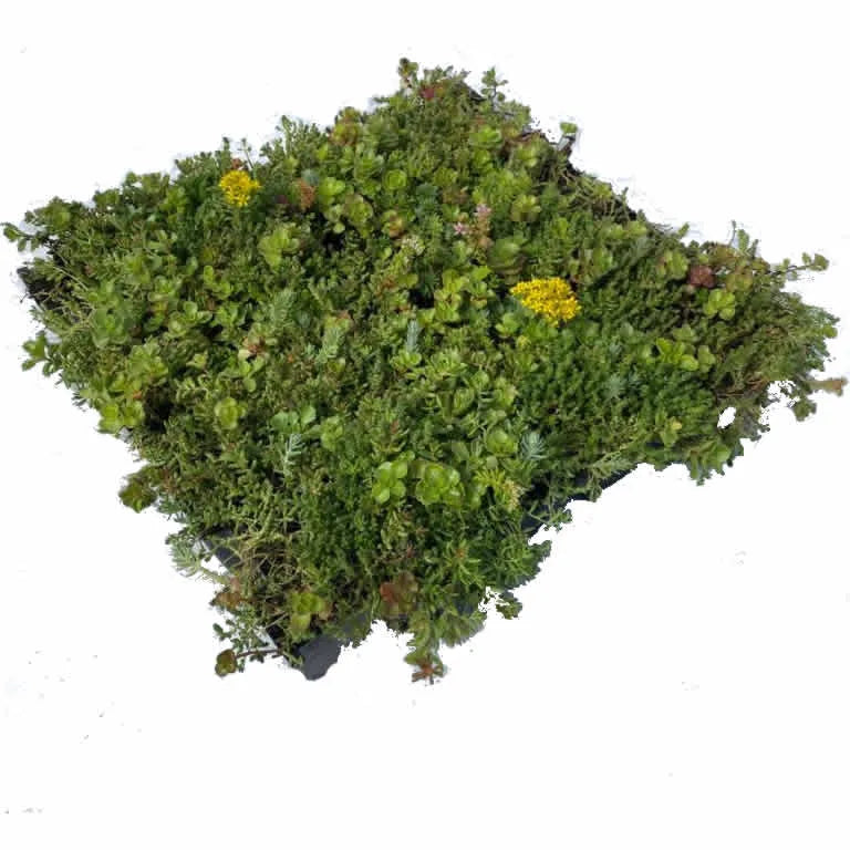 Moss patch with green and yellow colors on a white background