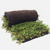 Greenrooftops sedum blanket on a roll