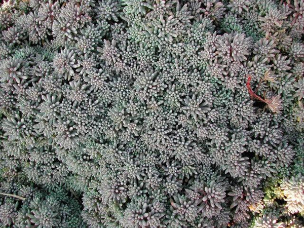 Overhead view of Sedum hispanicum displaying dense, cushion-like growth of small succulent rosettes.