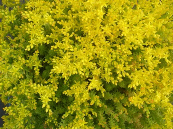 Sexangulare - Shopify