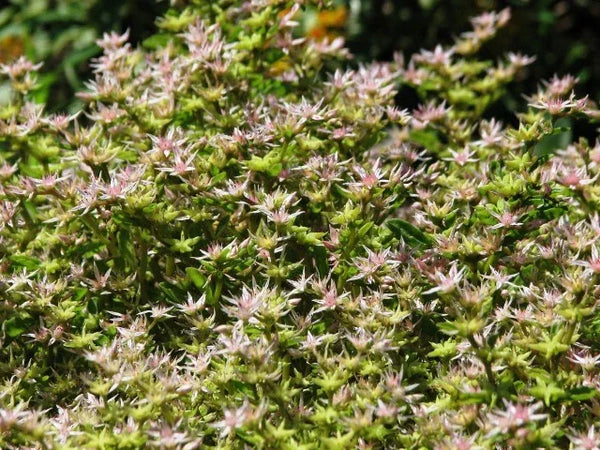 Dense cluster of Sedum stoloniferum with small pale pink star-shaped flowers over green foliage.