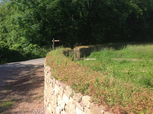 Greenrooftops Sedum blanket on a wall