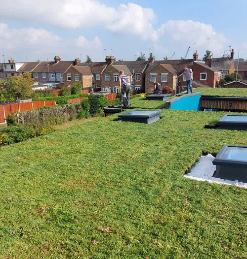 Roof with green grass and skylights, residential area in the background