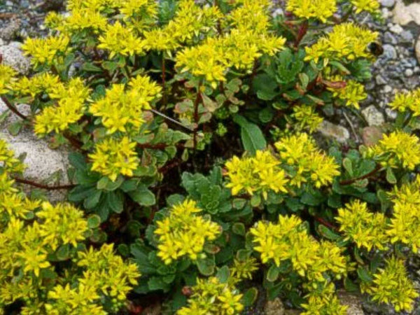 Photo of yellow flowers